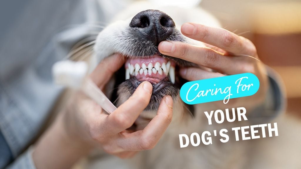 Caring for Your Dog's Teeth: Dental Care Tips Caring for Your Dog's Teeth: Dental Care Tips
